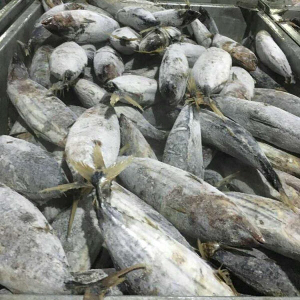Frozen Tuna - Image 2