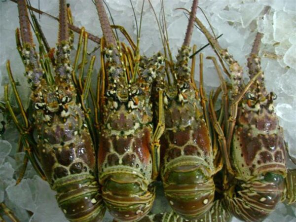 Live & Frozen Lobster - Image 3