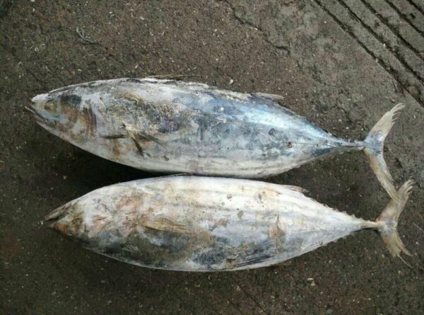 Frozen Tuna - Image 3