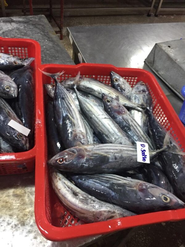 Frozen Tuna - Image 5