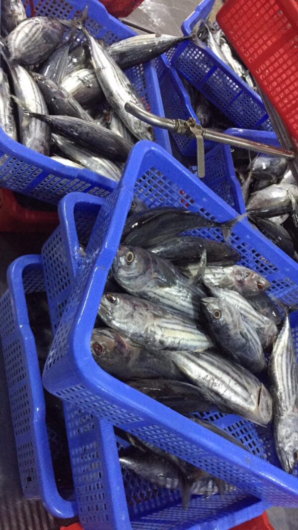 Frozen Tuna - Image 4
