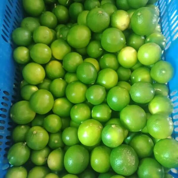 Limes - Image 2